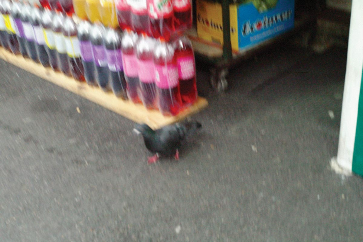 Pigeon Montreuil